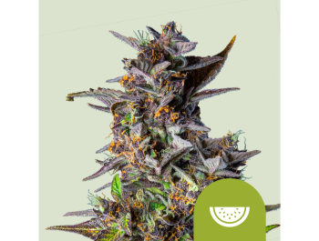 ROYAL QUEEN SEEDS - WATERMELON AUTOMATIC FEM (USA PREMIUM)