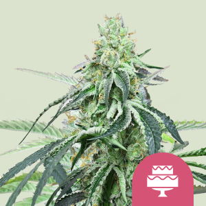 ROYAL QUEEN SEEDS - WEDDING GELATO FEM (USA PREMIUM)