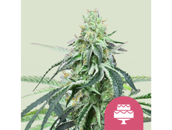 ROYAL QUEEN SEEDS - WEDDING GELATO FEM (USA PREMIUM)