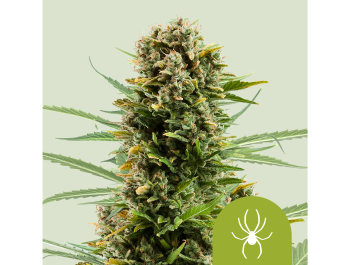 ROYAL QUEEN SEEDS - WHITE WIDOW AUTOMATIC