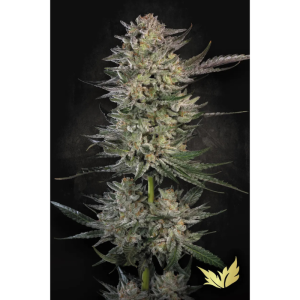 PARADISE SEEDS - CANDY BREATH FEM