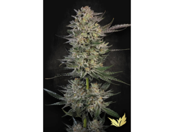 PARADISE SEEDS - CANDY BREATH FEM
