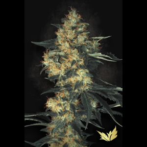 PARADISE SEEDS - ACID FEM