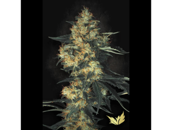 PARADISE SEEDS - ACID FEM