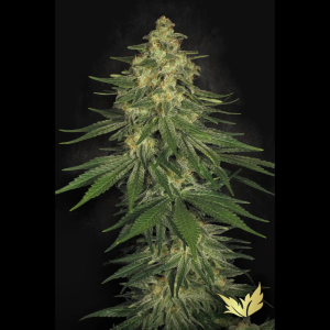 PARADISE SEEDS - ALLKUSH FEM