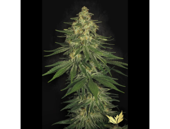 PARADISE SEEDS - ALLKUSH FEM