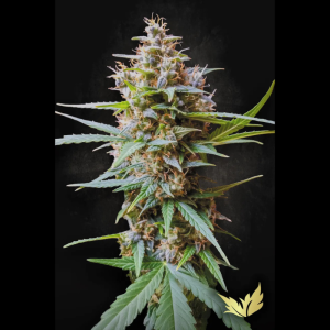 PARADISE SEEDS - AUTO ACID FEM