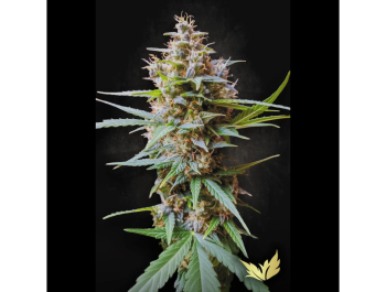PARADISE SEEDS - AUTO ACID FEM