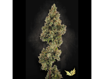 PARADISE SEEDS - AUTO JACK FEM