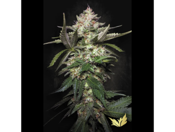 PARADISE SEEDS - AUTO KONG 4 FEM