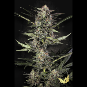 PARADISE SEEDS - AUTO WAPPA FEM