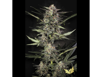 PARADISE SEEDS - AUTO WAPPA FEM