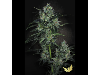 PARADISE SEEDS - AUTO WHITE BERRY FEM