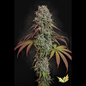 PARADISE SEEDS - BLUE GEM FEM
