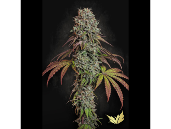 PARADISE SEEDS - BLUE GEM FEM