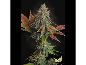 PARADISE SEEDS - CALIFORNIAN GOLD FEM