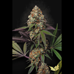 PARADISE SEEDS - CARAMBA FEM