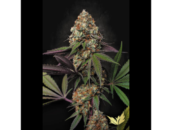PARADISE SEEDS - CARAMBA FEM