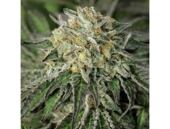 HUMBOLDT SEED ORGANIZATION - AMHEREST SOUR DIESEL FEM