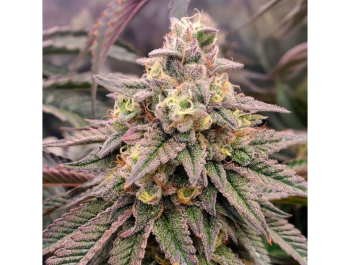 HUMBOLDT SEED ORGANIZATION - FORBIDDEN FRUIT FAST FLOWERING FEM