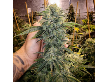 HUMBOLDT SEED ORGANIZATION - GEIST OG FAST FLOWERING FEM