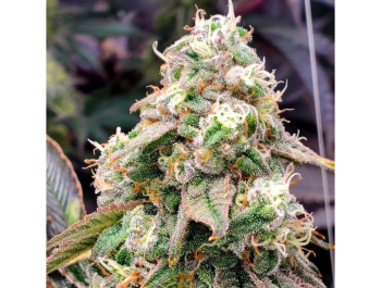 HUMBOLDT SEED ORGANIZATION - GUSHERS FAST FLOWERING FEM