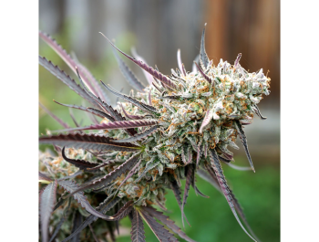 HUMBOLDT SEED ORGANIZATION - ICE CREAM CAKE FAST FLOWERING FEM