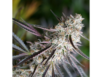 HUMBOLDT SEED ORGANIZATION - PEANUT BUTTER BREATH FAST FLOWERING FEM