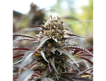 HUMBOLDT SEED ORGANIZATION - WHITE RUNTZ FAST FLOWERING FEM