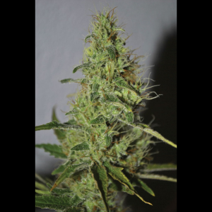 SEEDSALAD - AMNESIA FEM