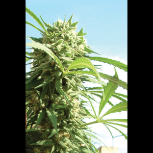 SEEDSALAD - CRITICAL FEM