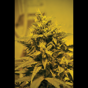SEEDSALAD - FAST LINE JACK HERER FEM