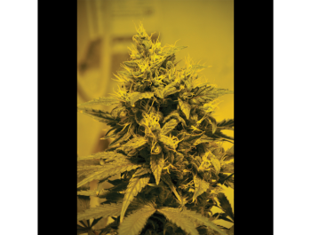 SEEDSALAD - FAST LINE JACK HERER FEM