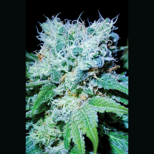 SEEDSALAD - MAZAR SKUNK EXTREME