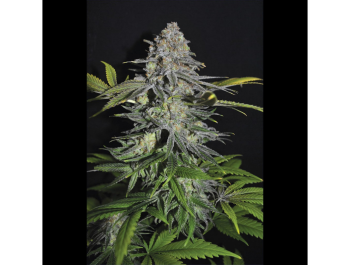 SEEDSALAD - SUPER SKUNK FEM