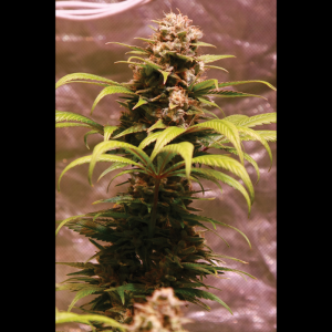 SEEDSALAD - WEDDING FRUIT FEM (USA STRAIN)