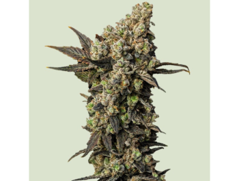 ROYAL QUEEN SEEDS - ASTRO LEMONADE F1 FEM