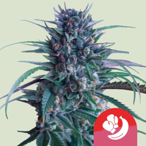 ROYAL QUEEN SEEDS - BANANA BRAWLER FEM (TYSON SEEDS)