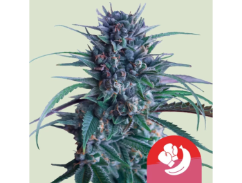 ROYAL QUEEN SEEDS - BANANA BRAWLER FEM (TYSON SEEDS)