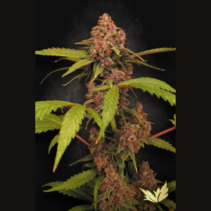 PARADISE SEEDS - BANANA PURPLE AUTO FEM