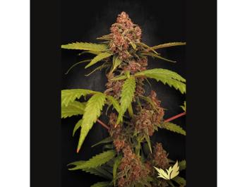 PARADISE SEEDS - BANANA PURPLE AUTO FEM