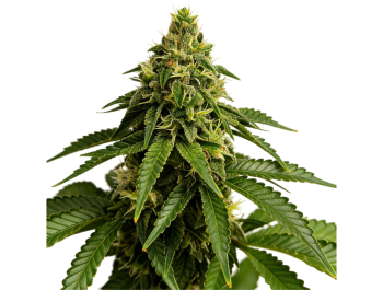 GRATEFUL SEEDS - BLUE NAP FEM (ORIGINAL EDITION)