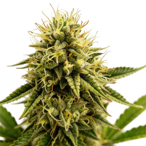 GRATEFUL SEEDS - KINKY PAM FEM (ORIGINAL EDITION)