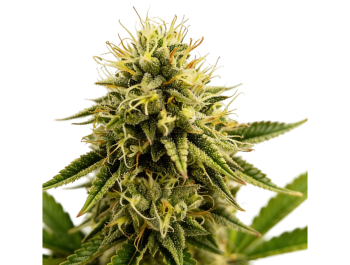 GRATEFUL SEEDS - KINKY PAM FEM (ORIGINAL EDITION)