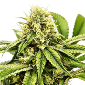 GRATEFUL SEEDS - JAMON & MELON FEM (ORIGINAL EDITION)