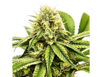 GRATEFUL SEEDS - JAMON & MELON FEM (ORIGINAL EDITION)