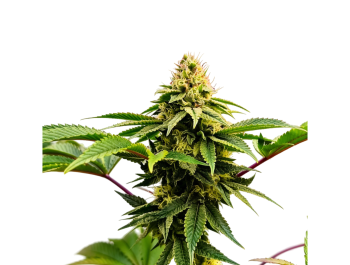 GRATEFUL SEEDS - RASJELLY PAMQUEEN FEM (ORIGINAL EDITION)