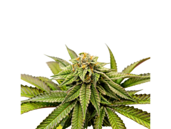 GRATEFUL SEEDS - OVER THE RAINBOW FEM (LIMITED EDITION)