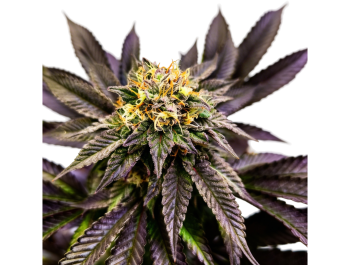 GRATEFUL SEEDS - SOUL BERRY FEM (LIMITED EDITION)