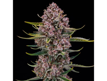 SILENT SEEDS - PURPLENADE XXL AUTO FEM